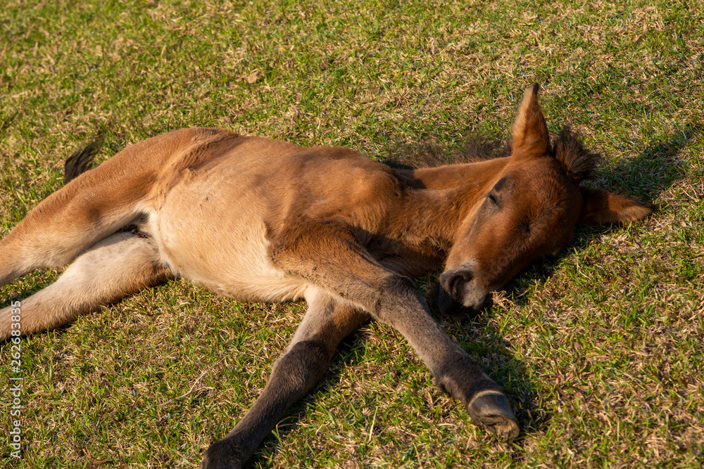 Fototapeta premium 昼寝をする仔馬