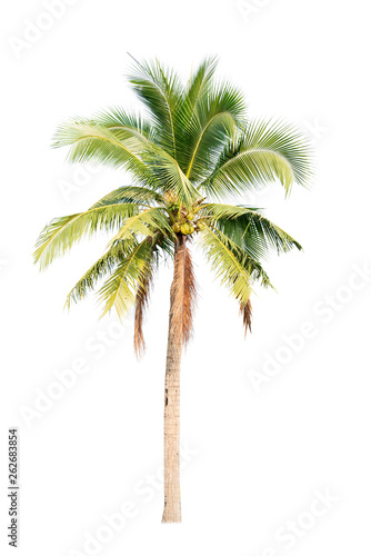 Coconut tree on white background 