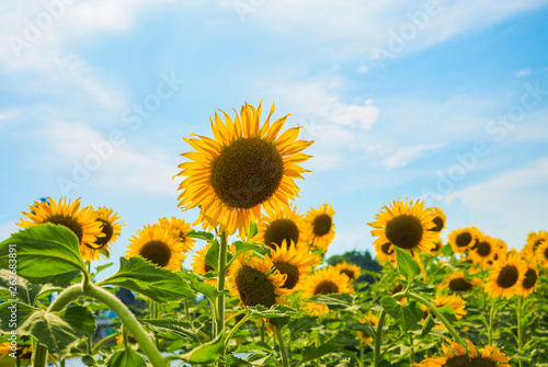 Sunflowers blooming  on blue sky background  fresh   daylight summer concept.