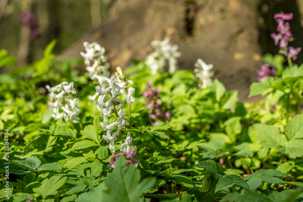 signs of spring corydalis flowers in frankfurt, germany signs of spring corydalis flowers in frankfurt, germany