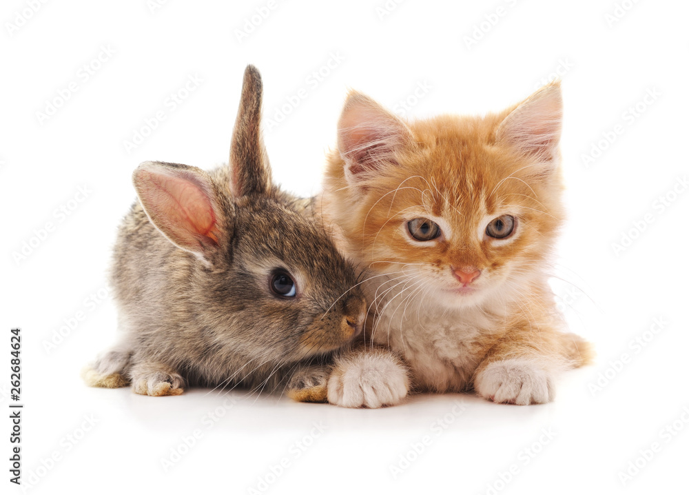 Obraz premium Red kitty and bunny.