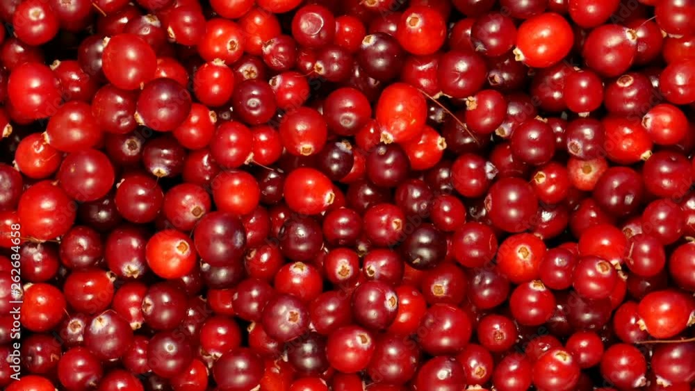 Cranberry berries seamless rotation Cranberry berries seamless rotation