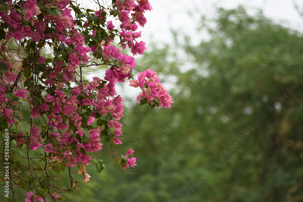 pink flowers close up, outside of home , closeup nature flora beautiful green background wallpaper pink flowers close up, outside of home , closeup nature flora beautiful green background wallpaper