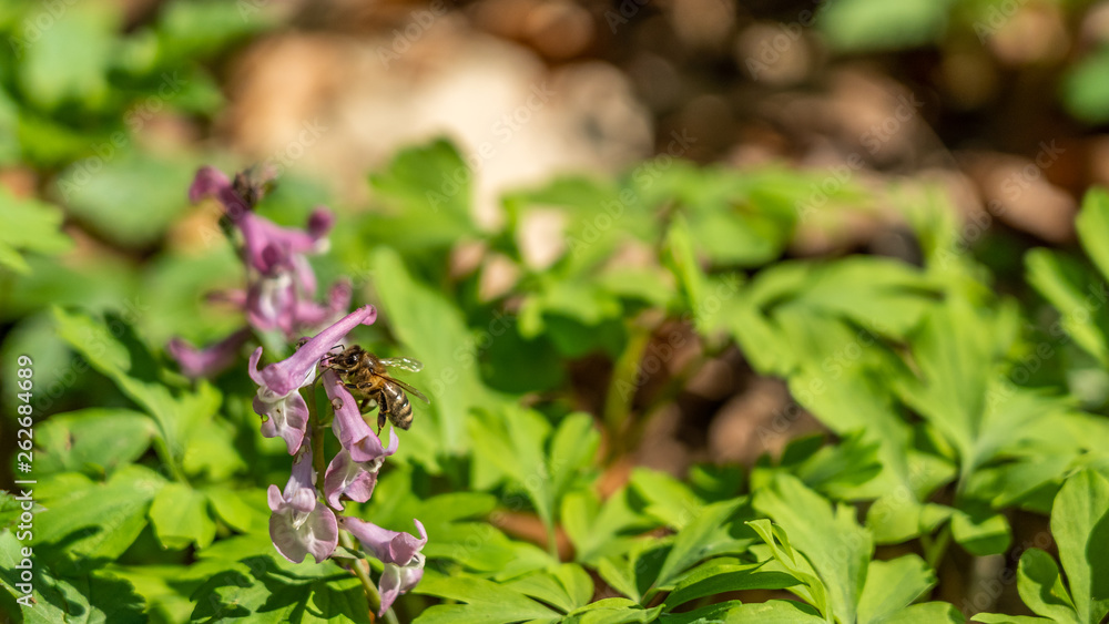 signs of spring: a beeon corydalis flower in frankfurt, germany signs of spring: a beeon corydalis flower in frankfurt, germany