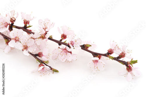 Spring flowering with apricot branch. © voren1