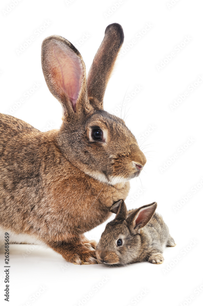 Naklejka premium Rabbit and a small bunny.
