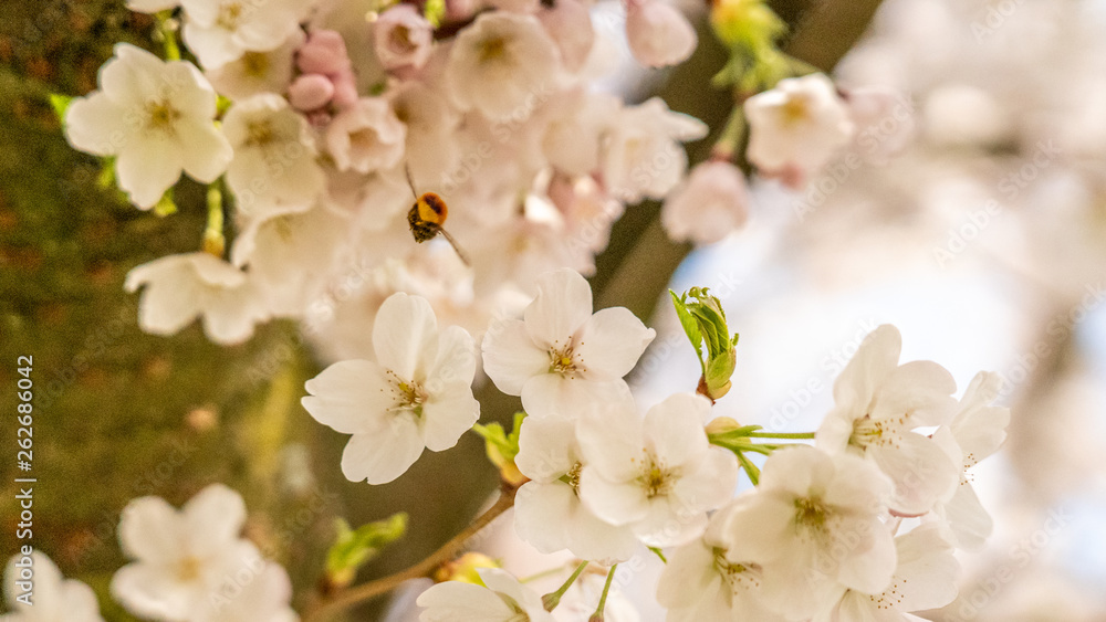 White Cherry blossoms in Frankfurt, Hesse, Germany, Europe White Cherry blossoms in Frankfurt, Hesse, Germany, Europe