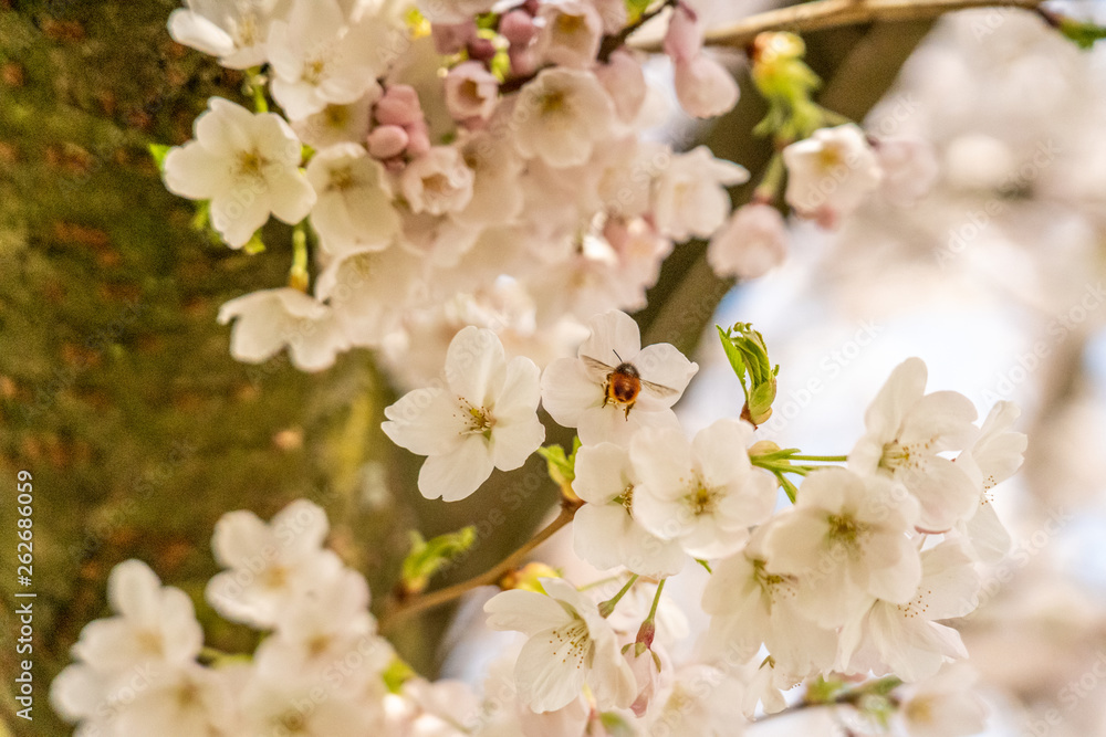 White Cherry blossoms in Frankfurt, Hesse, Germany, Europe White Cherry blossoms in Frankfurt, Hesse, Germany, Europe