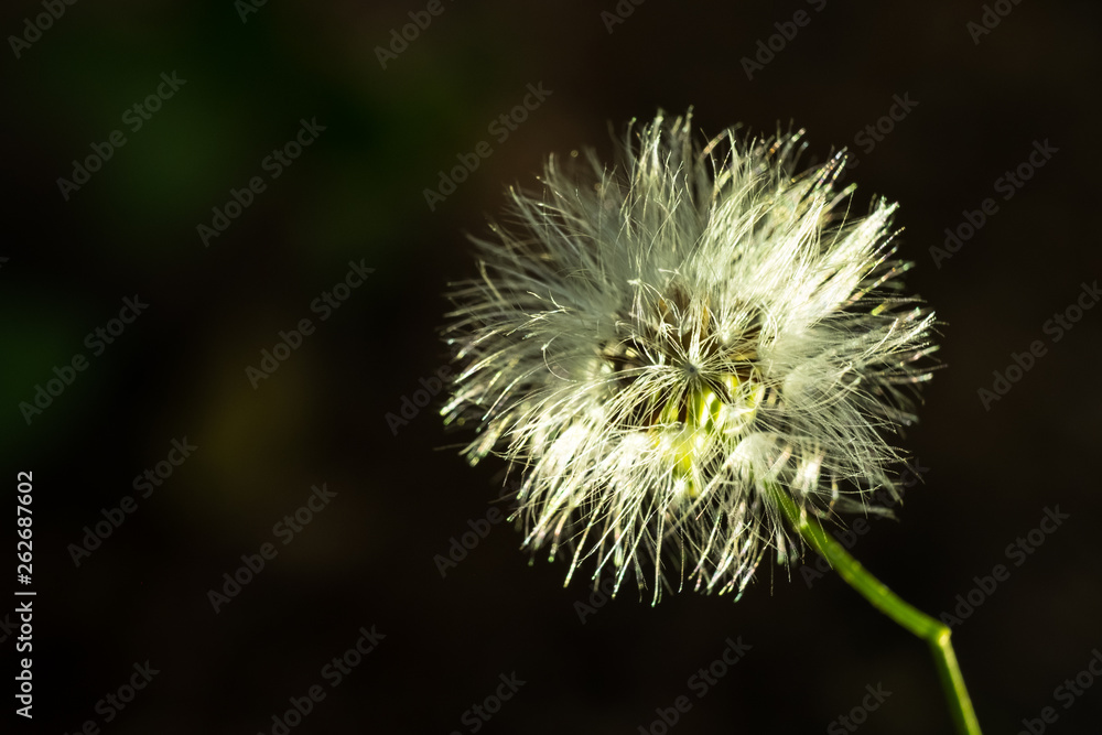 Fototapeta premium little fuzzy flower