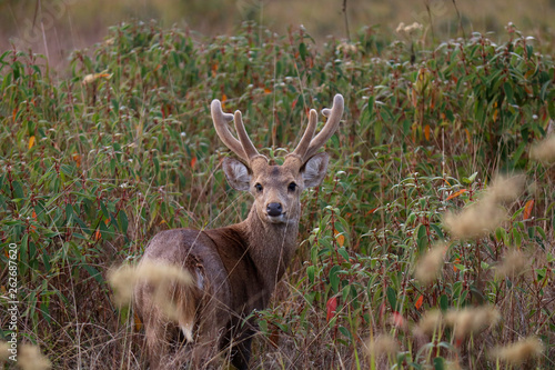 deer in the forest