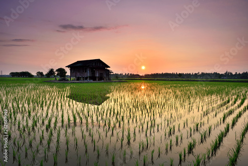 Beautiful sunrise view over the green paddy field in Sekinchan Selangor ,Malaysia #262689049