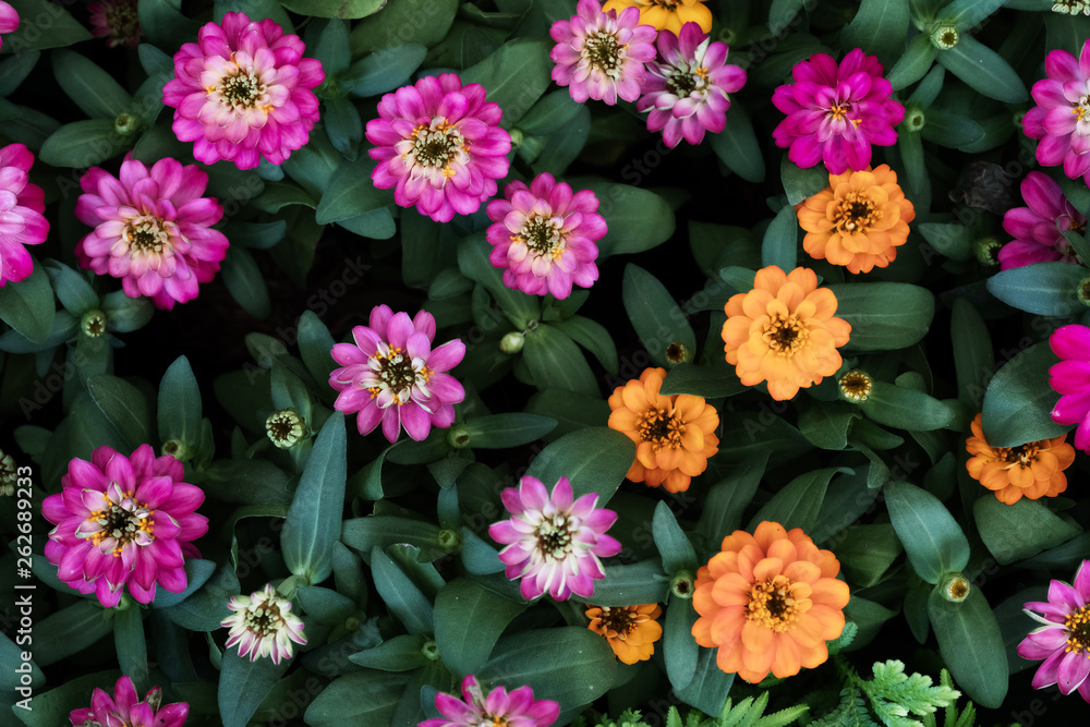 beautiful zinnia flower beautiful zinnia flower