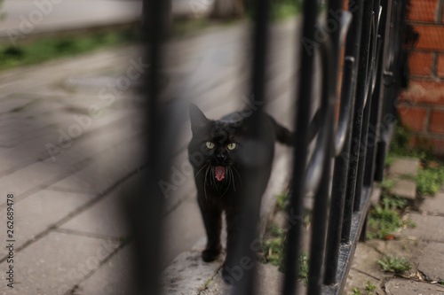 black cat