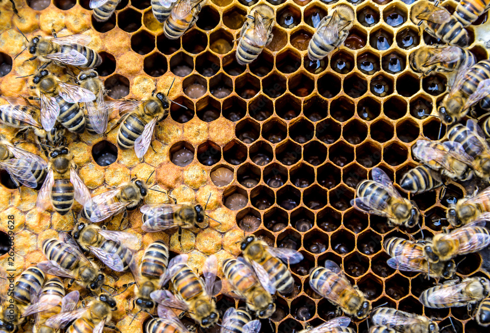 Honey bee beehive Wax Frame with bees breed Honey bee beehive Wax Frame with bees breed