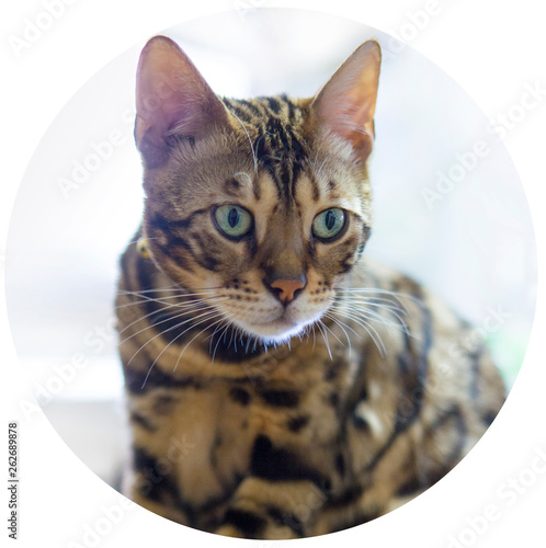 Fototapeta Naklejka Na Ścianę i Meble -  Bengal Cat 