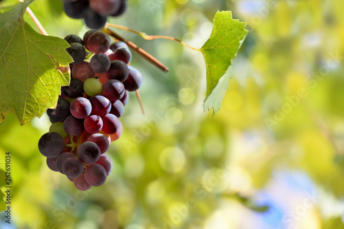 one black grape growing in foliage lighting by the sun