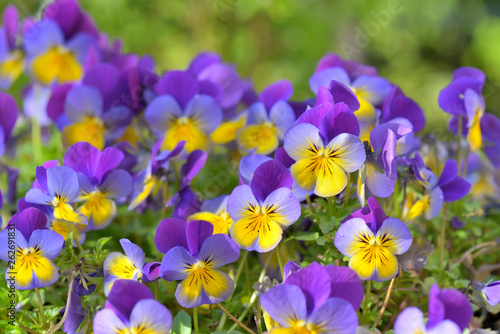 close on beautiful purple and yellow flowers blooming in a garden
