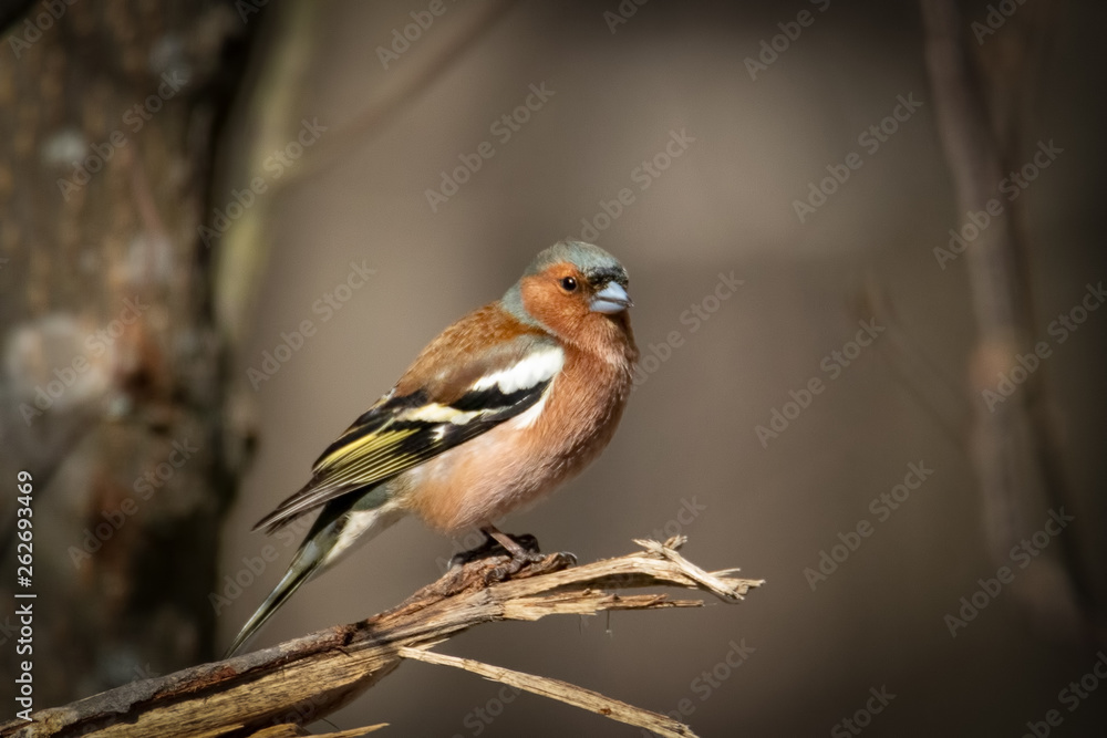 Common chaffinch Bird Close Up Common chaffinch Bird Close Up