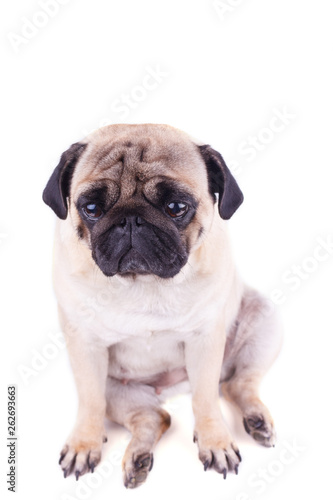 Portrait of a pug dog with big sad eyes. Isolated © Anna