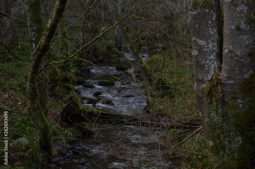 stream in the forest