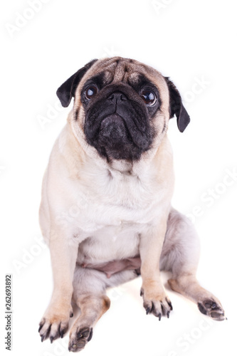 Sad dog pug sits and looking up. Isolated