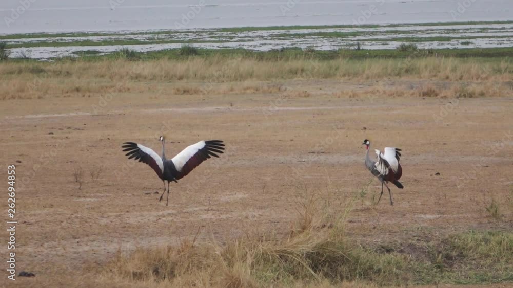 Grey crowned cranes in Queen Elisabeth national park, Uganda. Grey crowned cranes in Queen Elisabeth national park, Uganda.