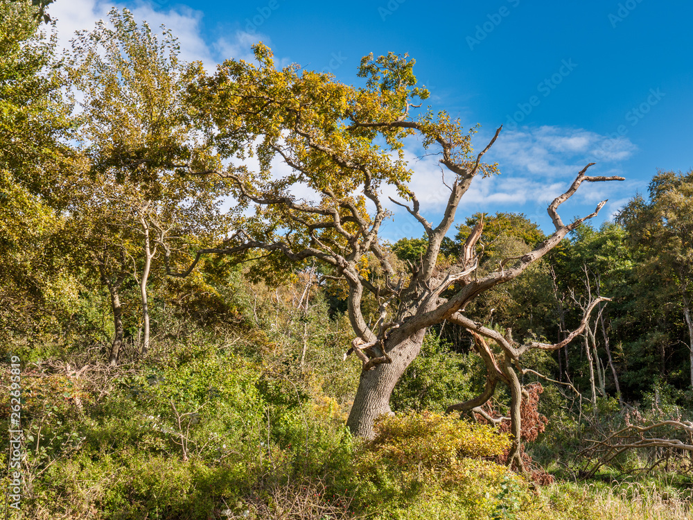 Old tree in the forest near the Baltic Sea on the island Langeland, Denmark Old tree in the forest near the Baltic Sea on the island Langeland, Denmark
