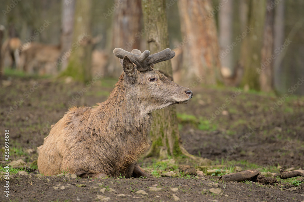 Fototapeta premium red deer in velvet