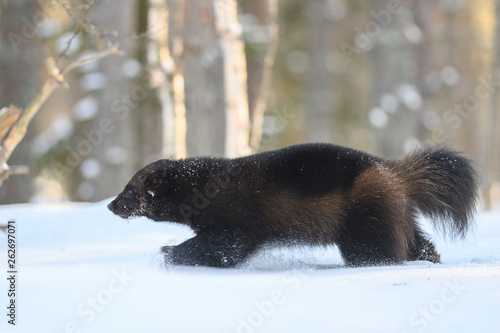 Wolverine in the snow