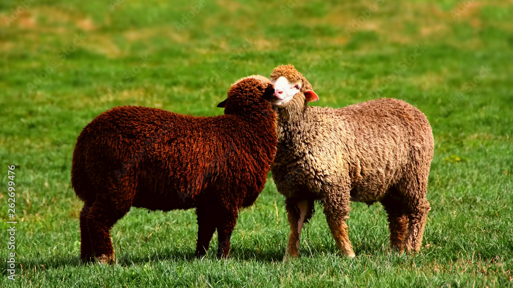 A black and a white sheep cuddle together and love each other on a green meadow A black and a white sheep cuddle together and love each other on a green meadow