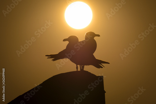 Fototapeta Naklejka Na Ścianę i Meble -  A seagull pair sits harmoniously on a stone and enjoys the warm rays at sunrise on the Mediterranean Sea
