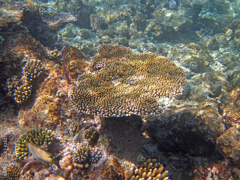 Fototapeta premium Snorkeling on Maldives