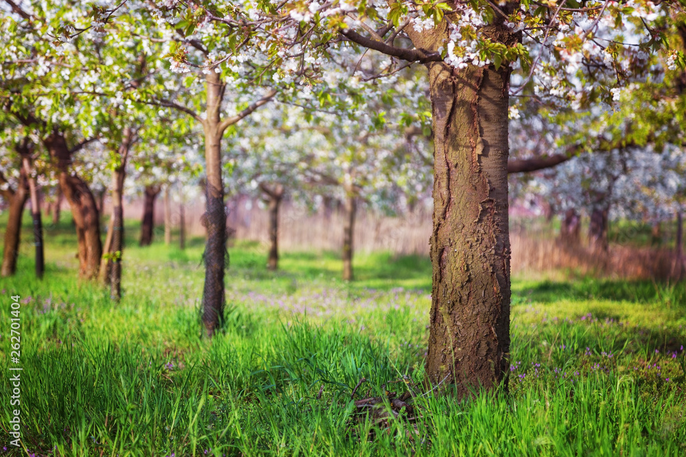 Cherry trees blossoming