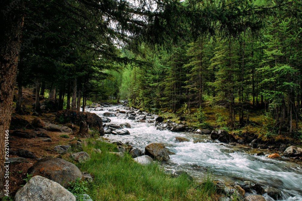 Rocky mountain river among the pine trees. Beautiful fast-flowing river in the coniferous forest. The wild nature of Altai.