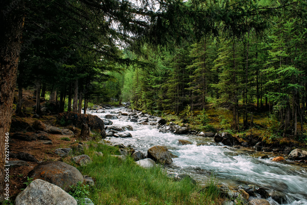 Rocky mountain river among the pine trees. Beautiful fast-flowing river in the coniferous forest. The wild nature of Altai. Rocky mountain river among the pine trees. Beautiful fast-flowing river in the coniferous forest. The wild nature of Altai.