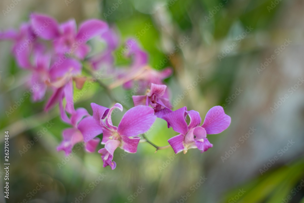 Purple wild orchid  nature beautiful