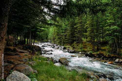 Rocky mountain river among the pine trees. Beautiful fast-flowing river in the coniferous forest. The wild nature of Altai.
