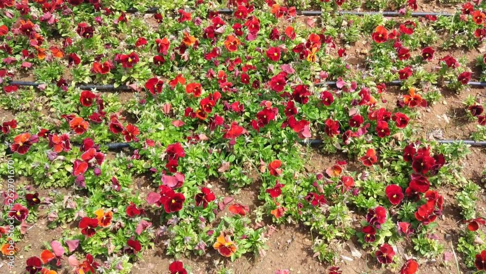 Tulip flower. Beautiful tulips flower in tulip field at winter or spring day