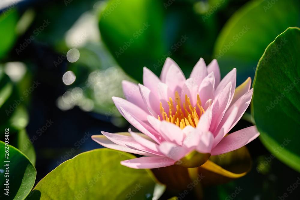 beautiful lotus flower on the water in garden. beautiful lotus flower on the water in garden.