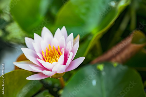 beautiful lotus flower on the water in garden.