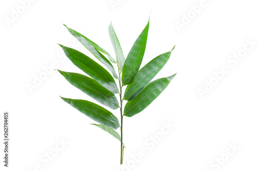 Bamboo leaves white background