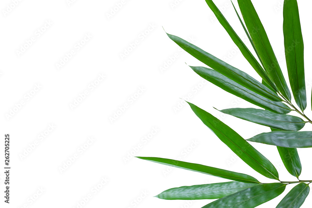 Fototapeta premium Bamboo leaves white background