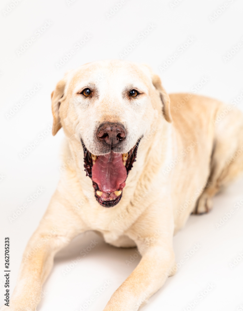 labrador dog in a studio with white background labrador dog in a studio with white background