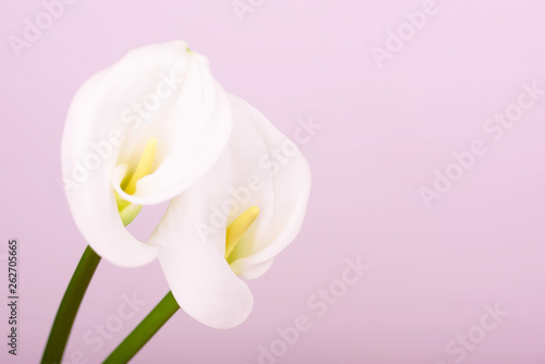 Gentle beautiful white callas on a light pink background. © Eugenia Sh