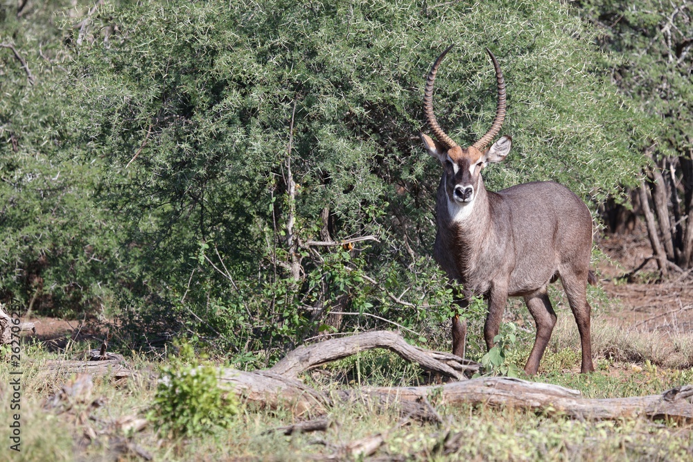 Wasserbock / Waterbuck / Kobus ellipsiprymnus Wasserbock / Waterbuck / Kobus ellipsiprymnus