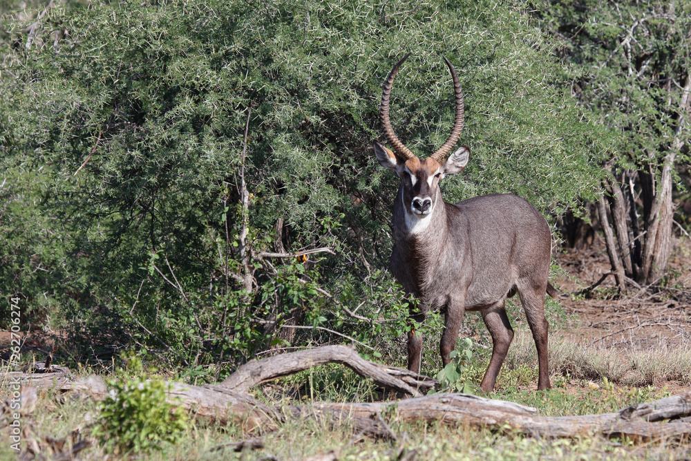 Φωτογραφία Wasserbock / Waterbuck / Kobus ellipsiprymnus