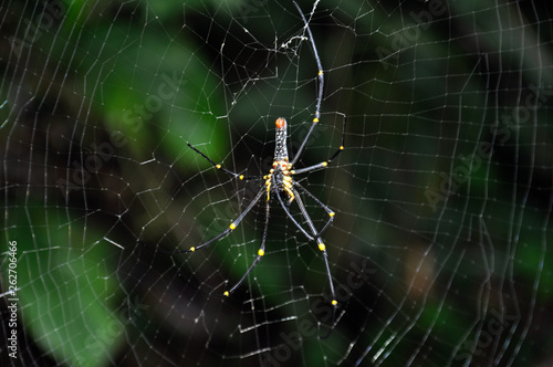Thai spider on the web © Евгений Донец