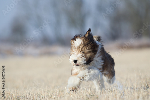 Tibbet Terrier Welpe im Schnee photo