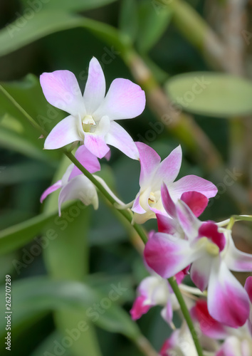 Close-up of Beautiful pink orchid flower in the garden