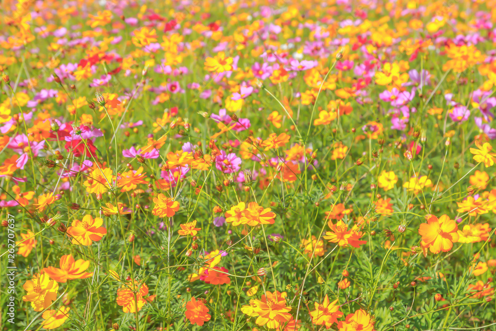 Colorful cosmos flowers blooming in the garden